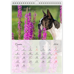 Boston Terrier - Kalendarz na 2026 rok Nana