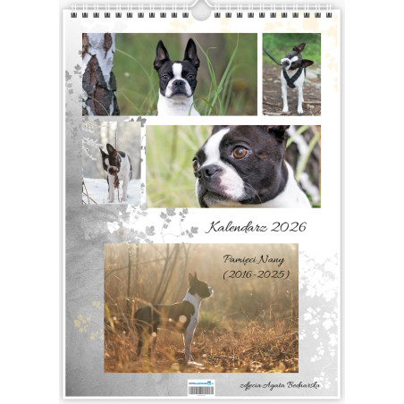 Boston Terrier - Kalendarz na 2026 rok Nana