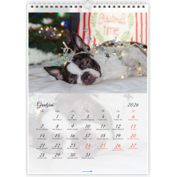 Boston Terrier - Kalendarz na 2026 rok Nana