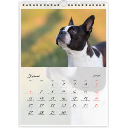 Boston Terrier - Kalendarz na 2026 rok Nana