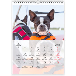 Boston Terrier - Kalendarz na 2026 rok Nana