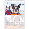 Boston Terrier - Kalendarz na 2026 rok Nana