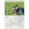 Boston Terrier - Kalendarz na 2026 rok Nana