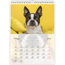 Boston Terrier - Kalendarz na 2026 rok Nana