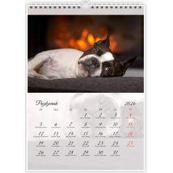 Boston Terrier - Kalendarz na 2026 rok Nana