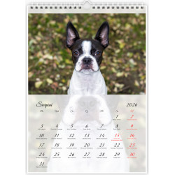 Boston Terrier - Kalendarz na 2026 rok Nana
