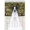 Boston Terrier - Kalendarz na 2026 rok Nana