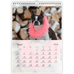 Boston Terrier - Kalendarz na 2026 rok Nana