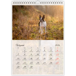 Boston Terrier - Kalendarz na 2026 rok Nana