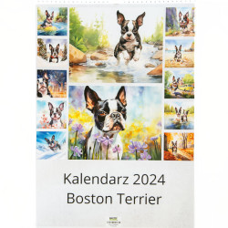 Kalendarz 2024 Boston Terrier A3