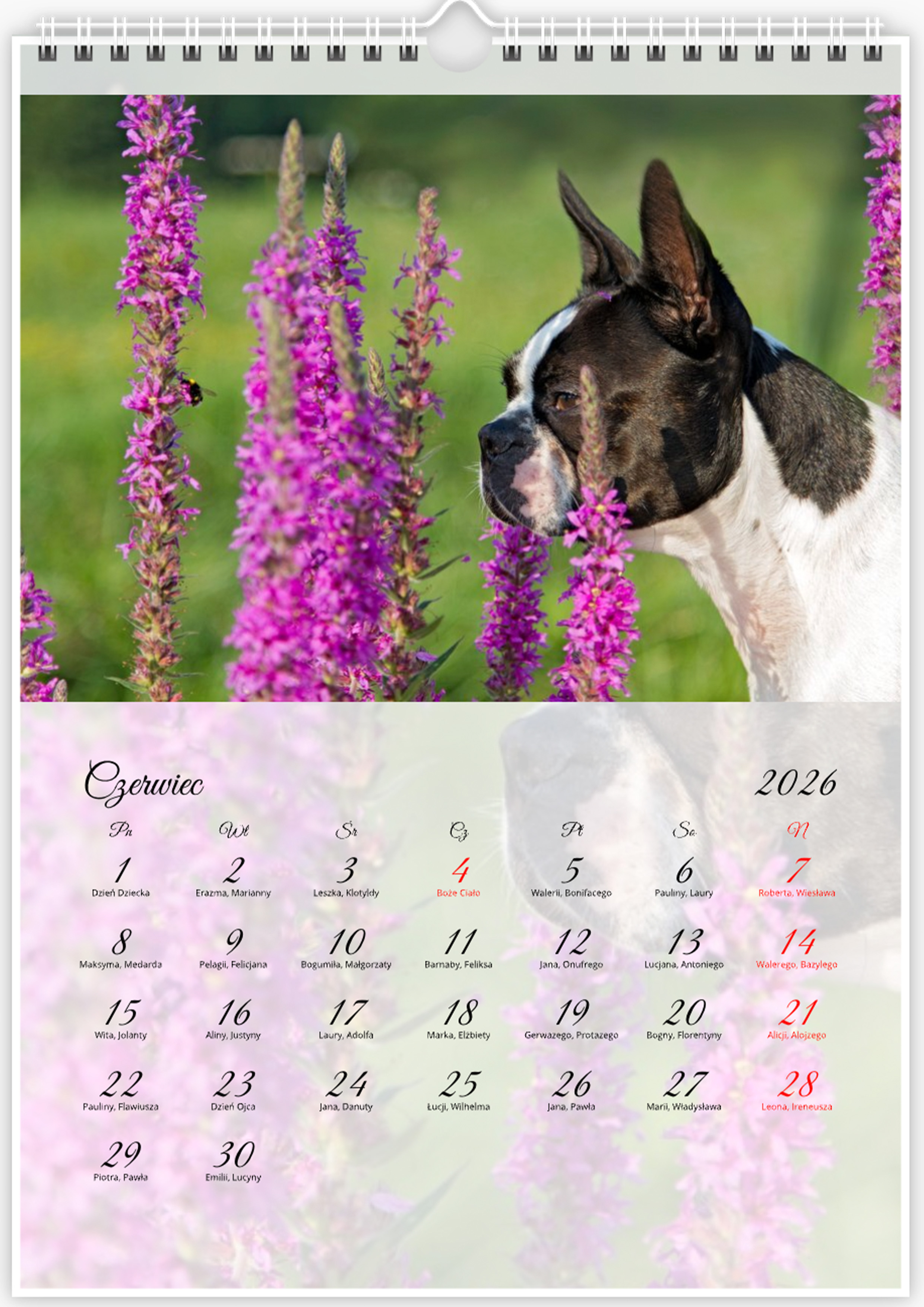 Kalendarz ze zdjęciami psa rasy Boston Terrier na rok 2026