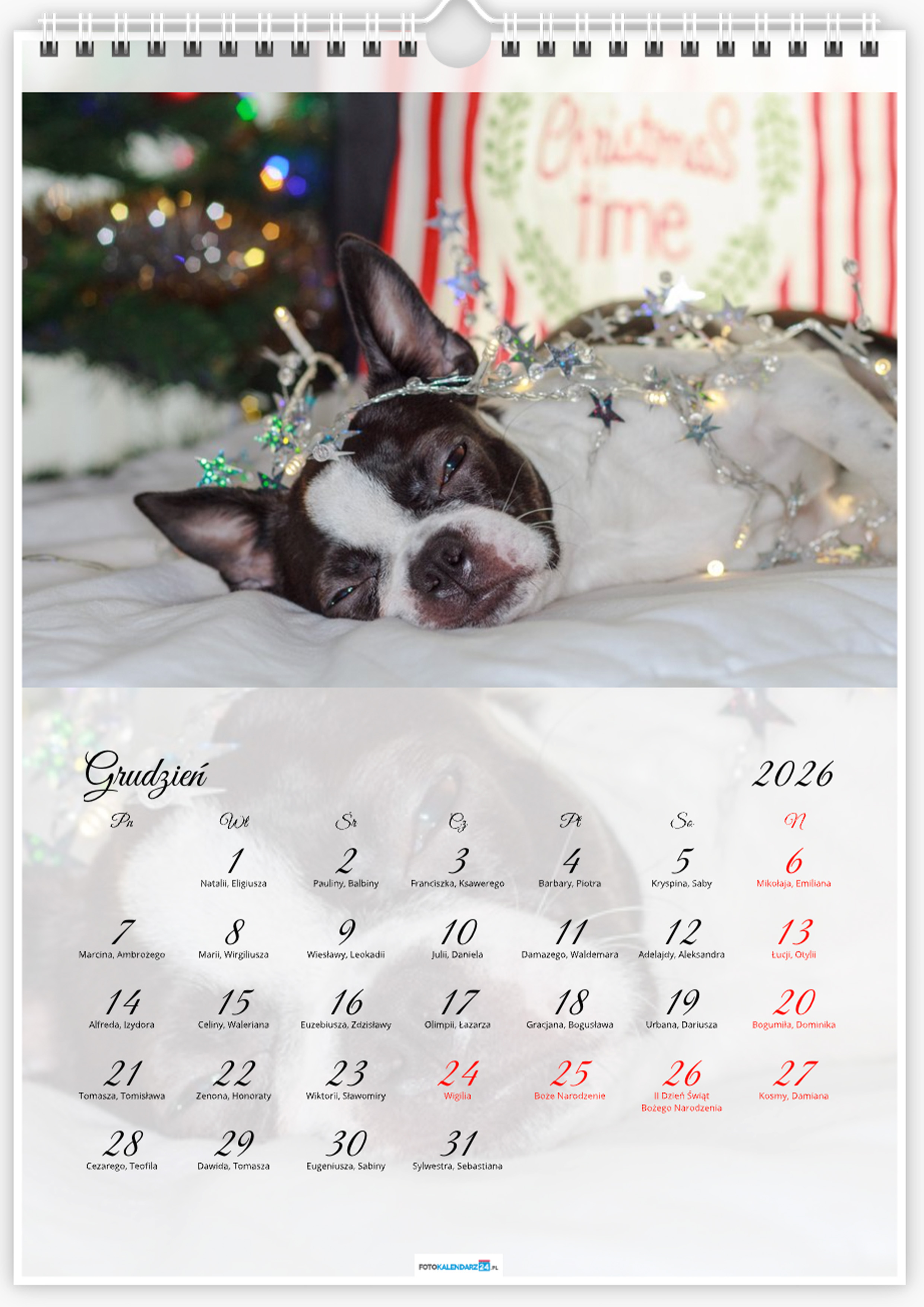 Kalendarz ze zdjęciami psa rasy Boston Terrier na rok 2026