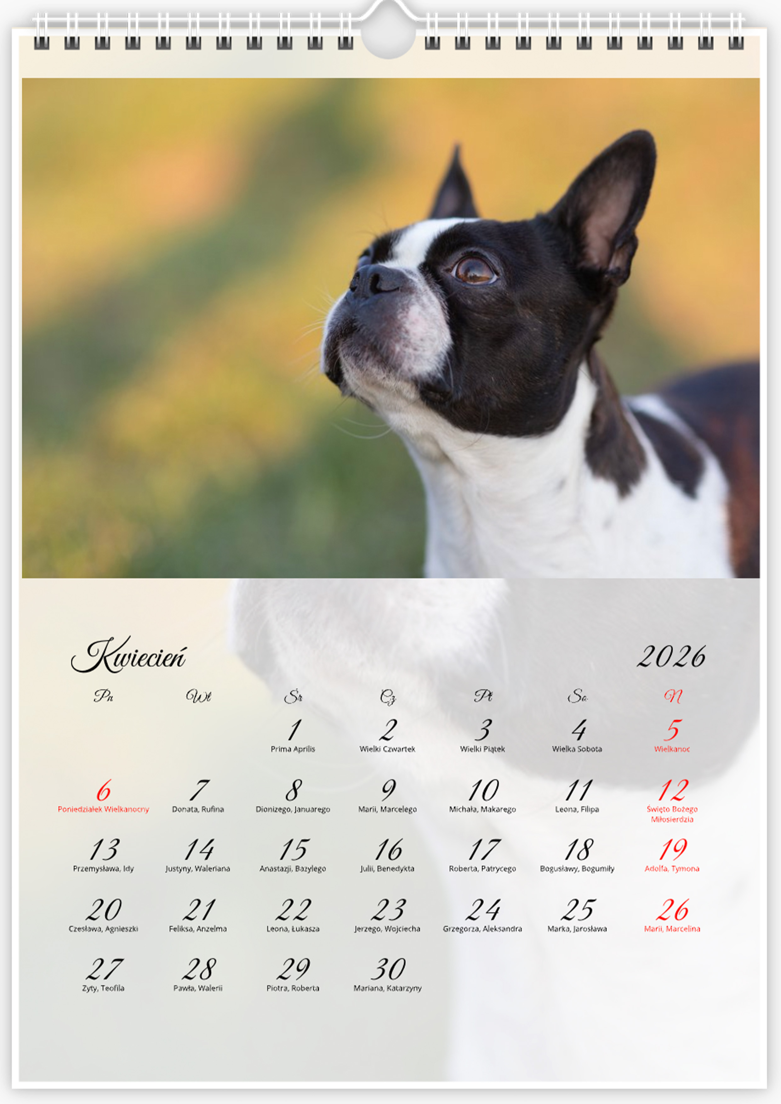 Kalendarz ze zdjęciami psa rasy Boston Terrier na rok 2026