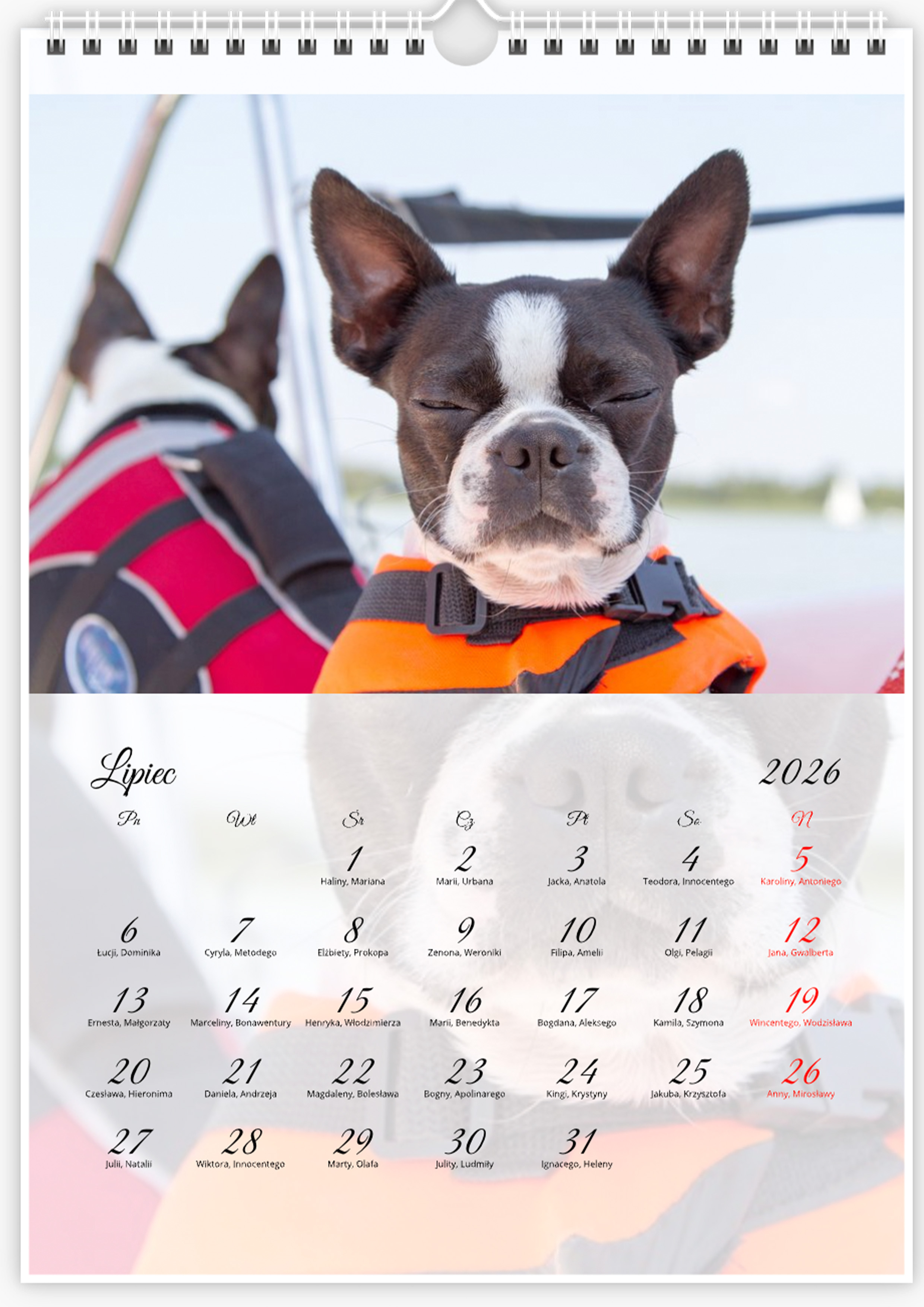 Kalendarz ze zdjęciami psa rasy Boston Terrier na rok 2026