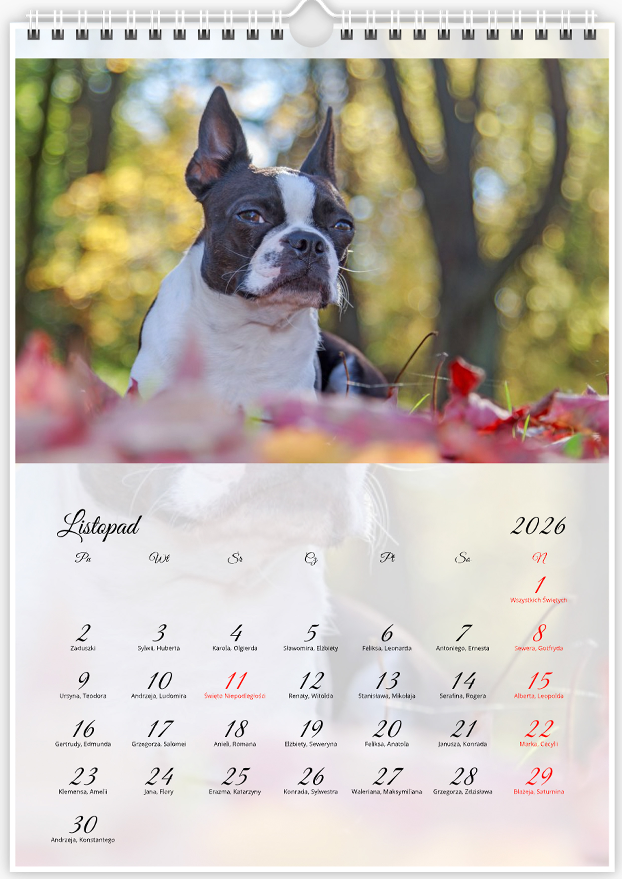 Kalendarz ze zdjęciami psa rasy Boston Terrier na rok 2026
