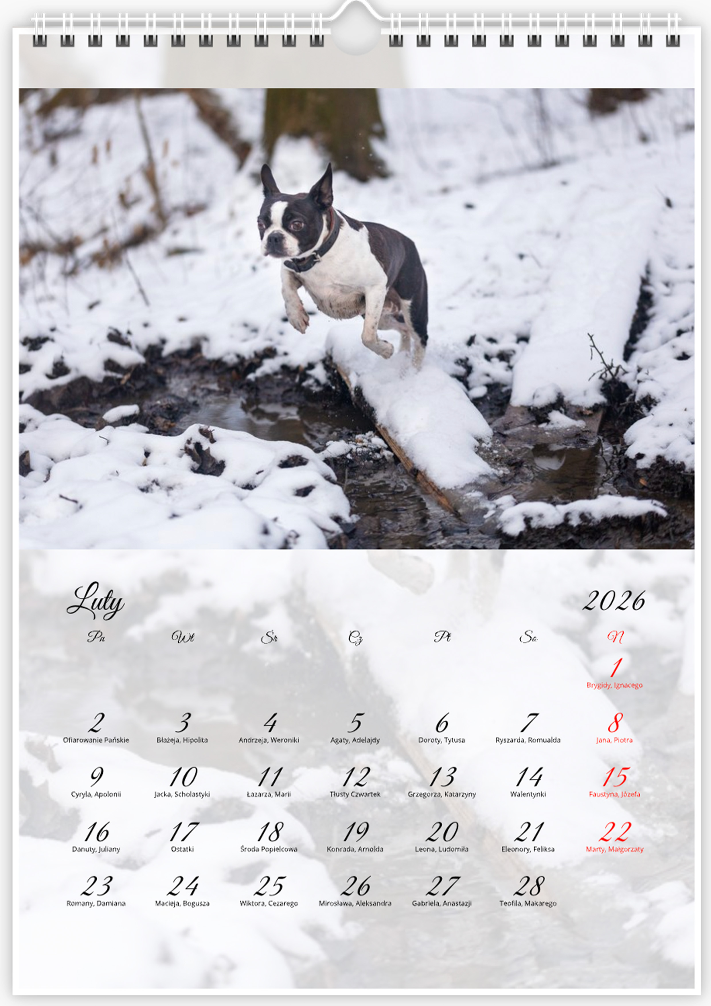 Kalendarz ze zdjęciami psa rasy Boston Terrier na rok 2026