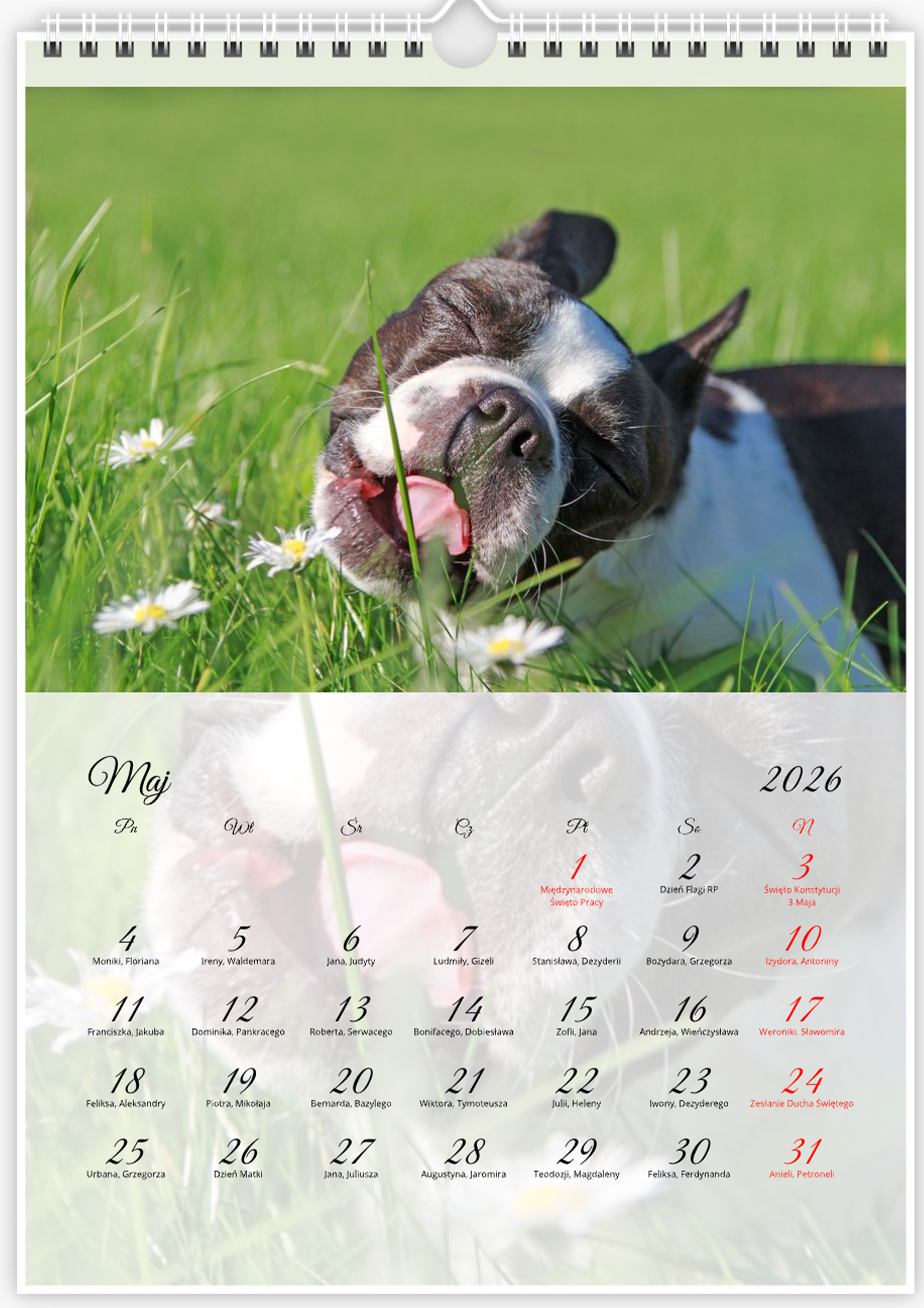 Kalendarz ze zdjęciami psa rasy Boston Terrier na rok 2026