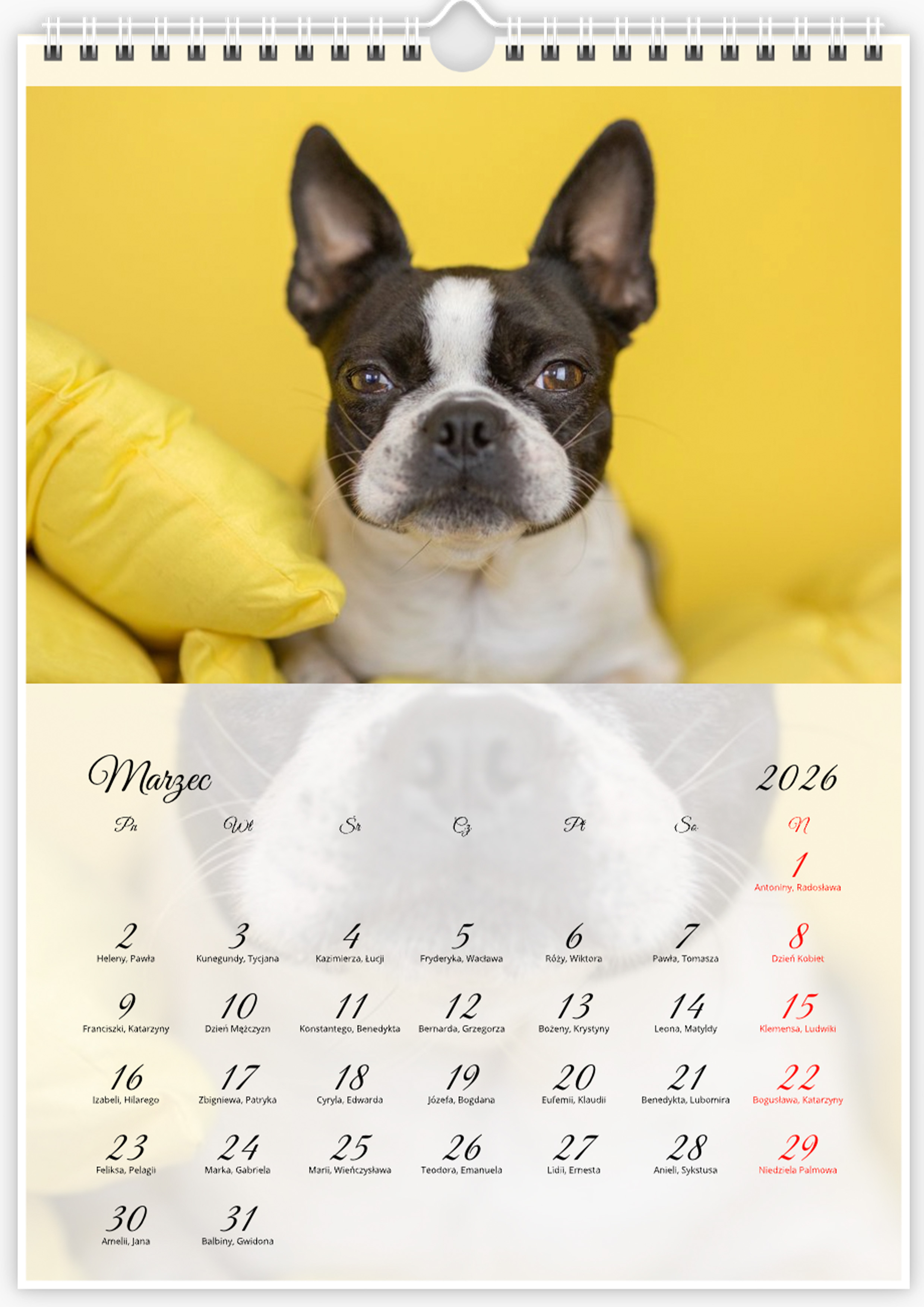 Kalendarz ze zdjęciami psa rasy Boston Terrier na rok 2026