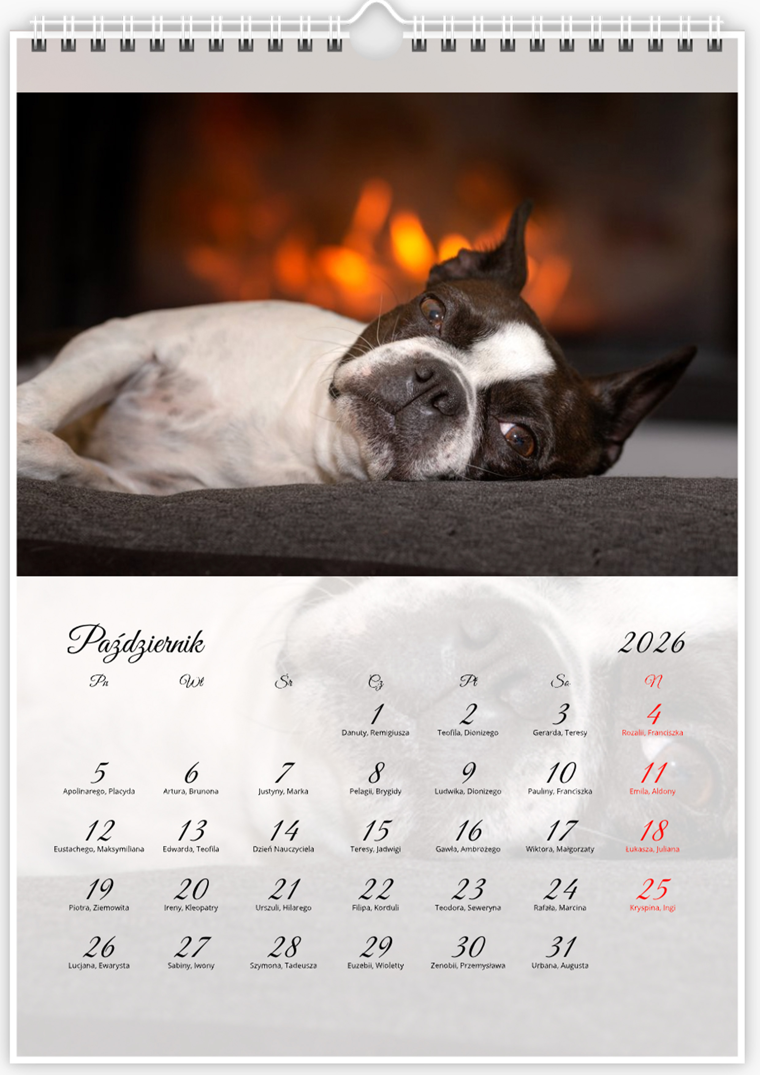 Kalendarz ze zdjęciami psa rasy Boston Terrier na rok 2026