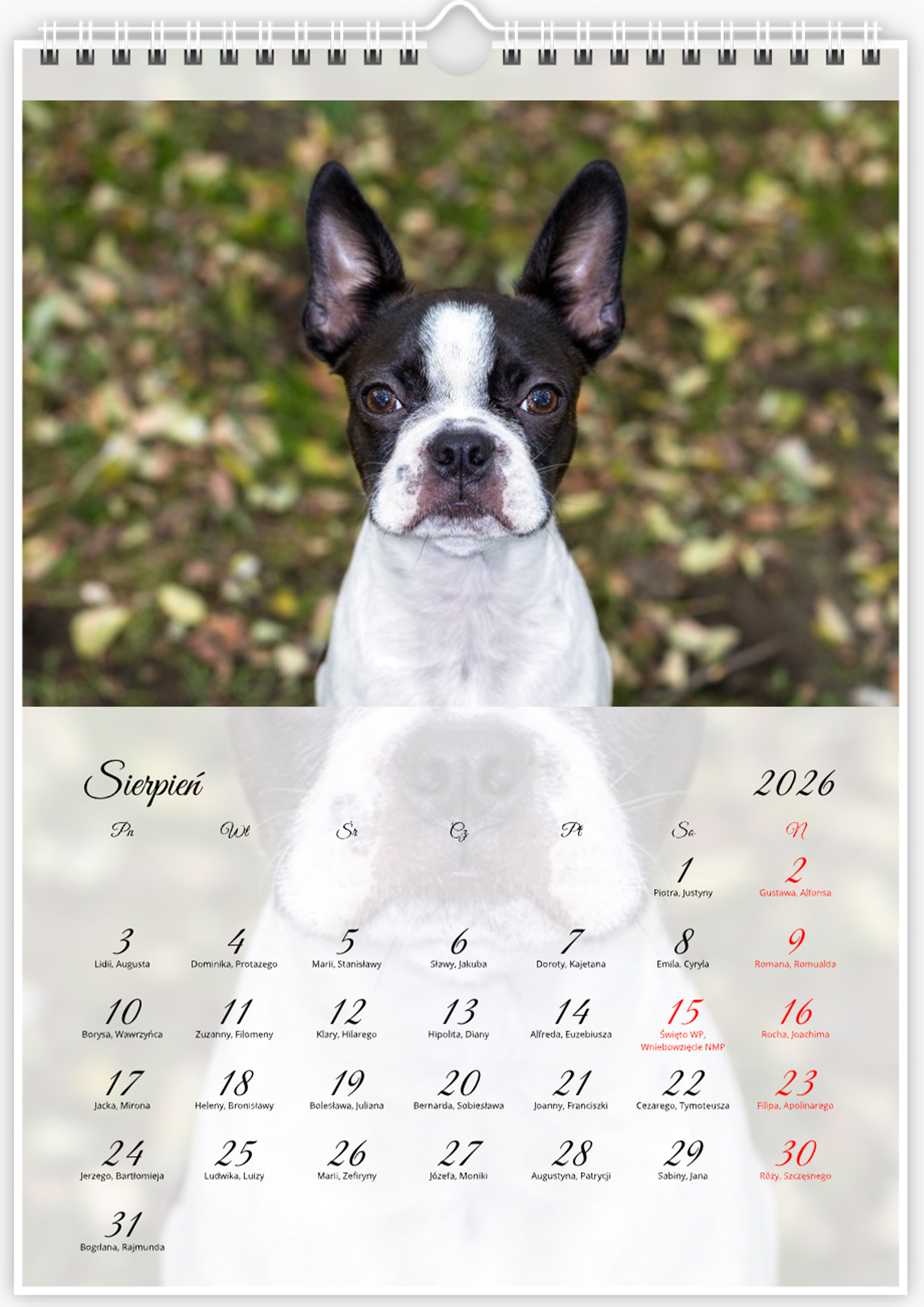 Kalendarz ze zdjęciami psa rasy Boston Terrier na rok 2026