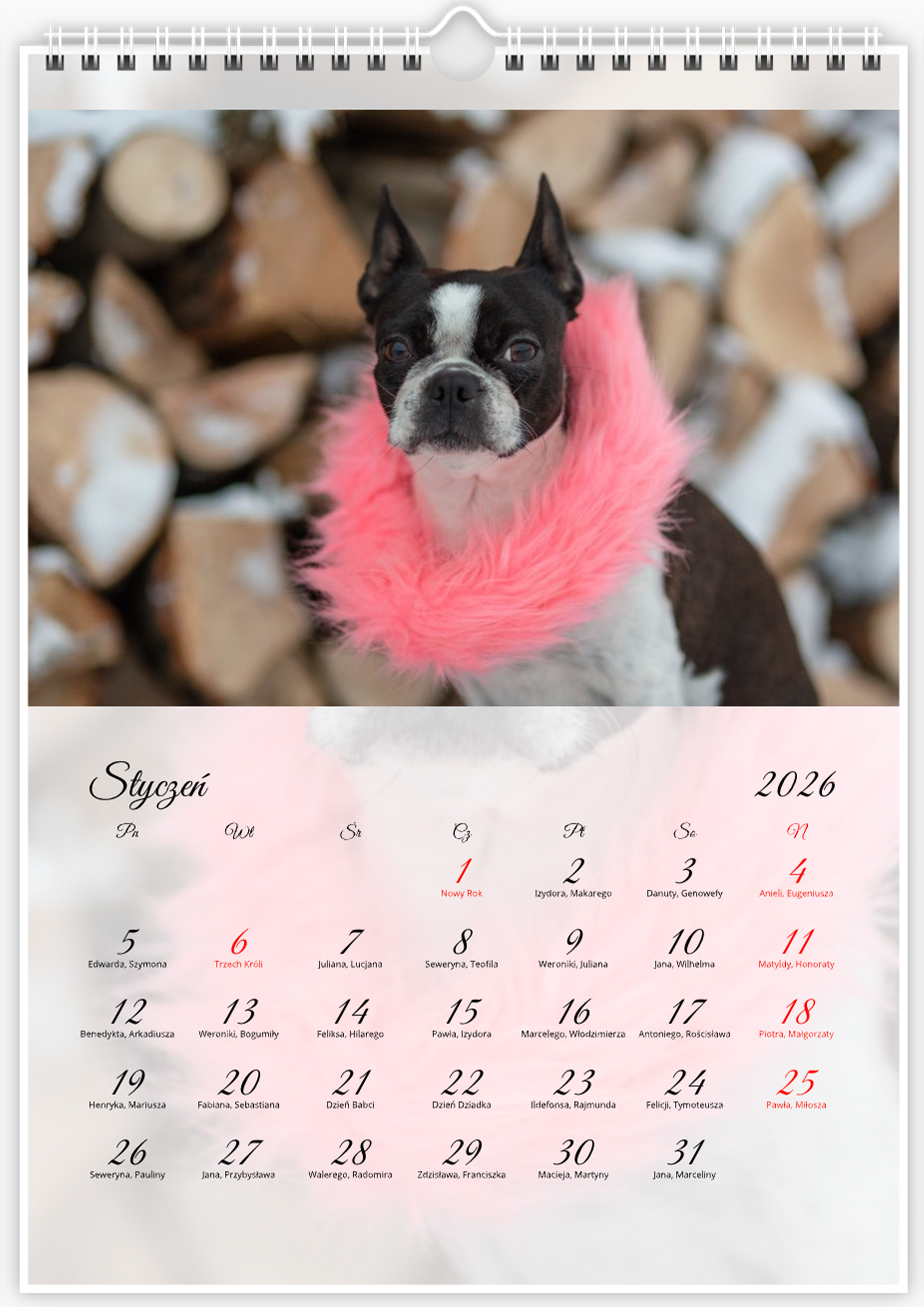 Kalendarz ze zdjęciami psa rasy Boston Terrier na rok 2026