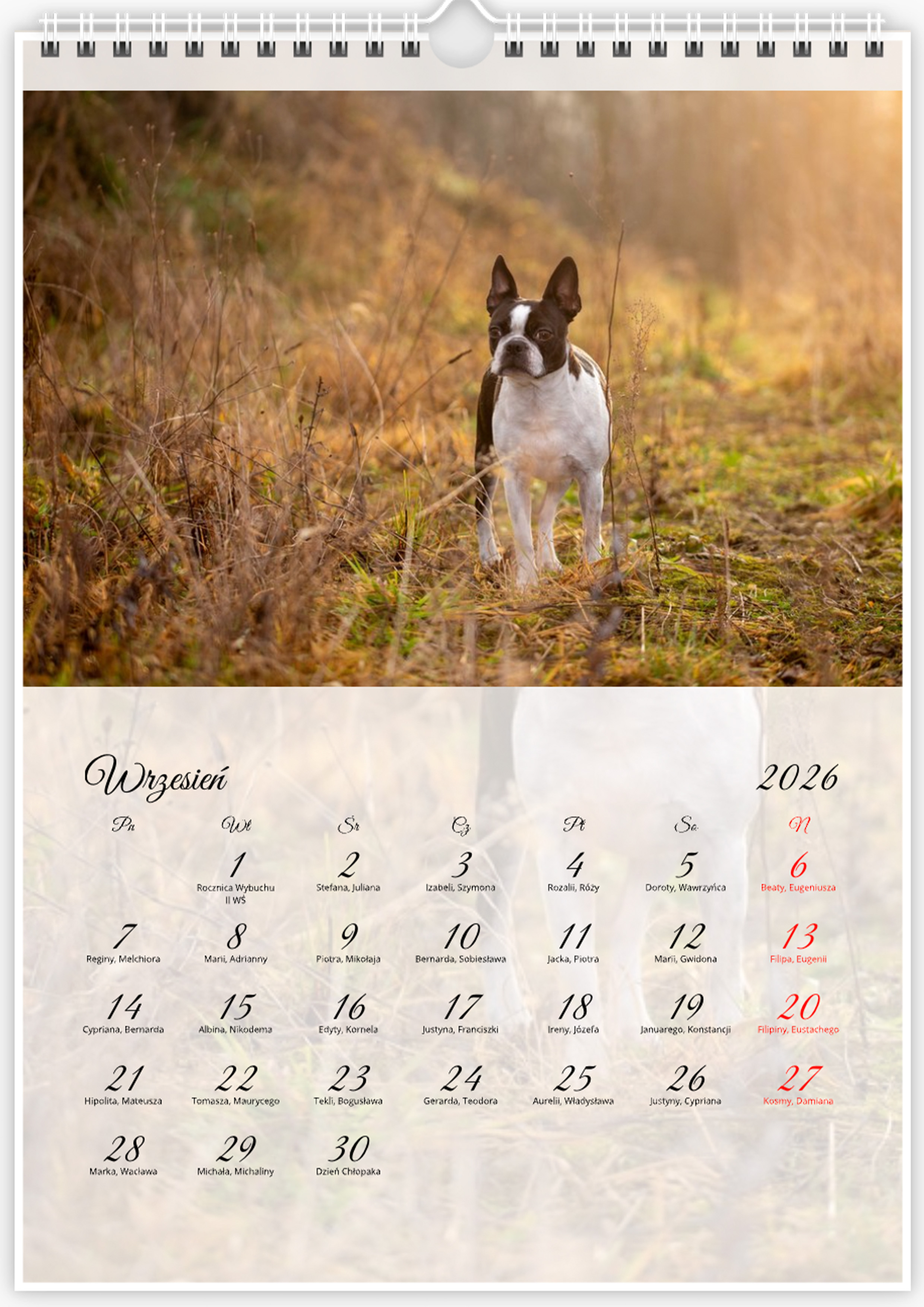 Kalendarz ze zdjęciami psa rasy Boston Terrier na rok 2026
